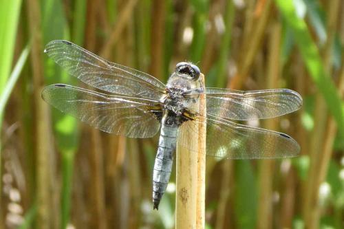 Libellula fulva